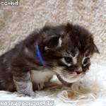 Elyssa Lakin Profile Picture