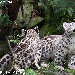 Reese Collins Profile Picture