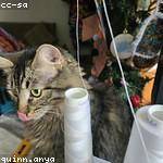 Alfreda McCullough Profile Picture