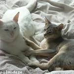 Emmanuelle Langworth Profile Picture