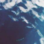 Horacio Nader Profile Picture