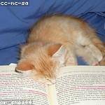 Virgie Pfannerstill Profile Picture