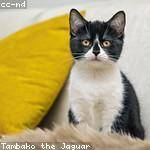 Enrique Torp Profile Picture