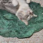 Treva Borer Profile Picture