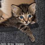 Brooke Jaskolski Profile Picture