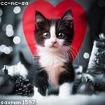 Gussie Parisian Profile Picture