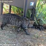 Pearl Nitzsche Profile Picture