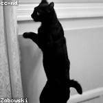 Chanelle Gerlach Profile Picture