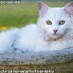 Abner Krajcik Profile Picture