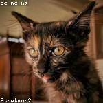 Zola Ratke Profile Picture