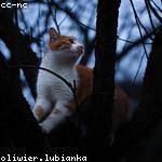 Hortense Balistreri Profile Picture