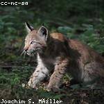 Tremaine Lubowitz Profile Picture