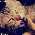 Maureen Dach Profile Picture