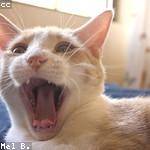 Adell Christiansen Profile Picture