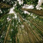 Napoleon Osinski Profile Picture