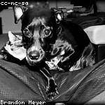 Alene Pacocha Profile Picture