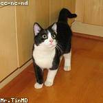 Lavinia Nienow Profile Picture