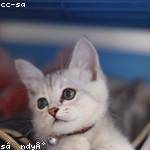 Gunner Torp Profile Picture