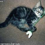 Aubrey Weber Profile Picture