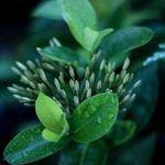 Filiberto Hand Profile Picture