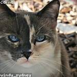 Vincenzo Ullrich Profile Picture