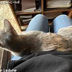 Orpha Durgan Profile Picture