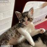 Tanner Hahn Profile Picture