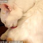 Amparo Breitenberg Profile Picture