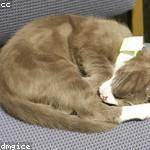 Aurelie Bechtelar Profile Picture