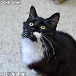 Ulises McDermott Profile Picture