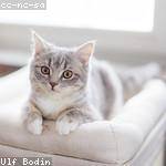 Angelica Cole Profile Picture