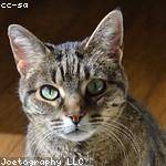 Brannon Gorczany Profile Picture