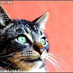 Lelah Watsica Profile Picture