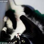 Michale Rosenbaum Profile Picture