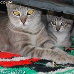 Darrick Beahan Profile Picture