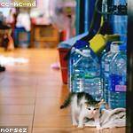 Lauretta Quigley Profile Picture