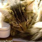 Raheem Nader Profile Picture