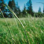 Zane Lebsack Profile Picture