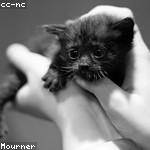 Ruby Feest Profile Picture