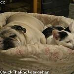 Josefina Langworth Profile Picture