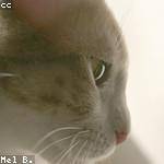 Jovanny Treutel Profile Picture