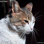 Cristal Jacobi Profile Picture