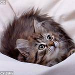 Moses Cummings Profile Picture