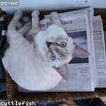 Janice Bergstrom Profile Picture