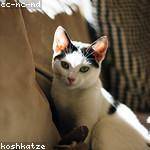 Jo West Profile Picture