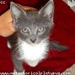 Neoma Ullrich Profile Picture