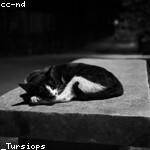 Giuseppe Lubowitz Profile Picture