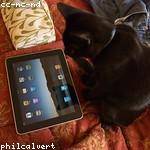 Alexandrine Crooks Profile Picture