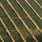 Domingo Howe Profile Picture