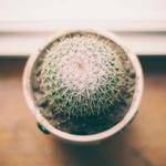 Savanna Ratke Profile Picture